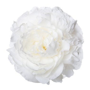 Beyaz şakayık izole çiçek.