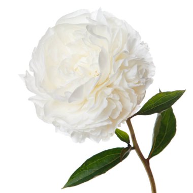 Beyaz şakayık izole çiçek.