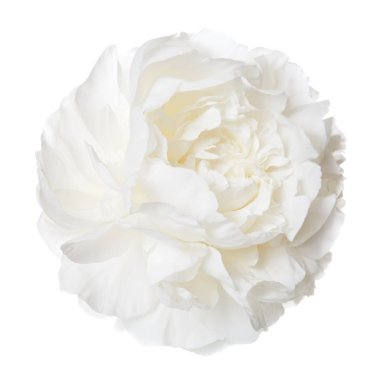 Beyaz şakayık izole çiçek.