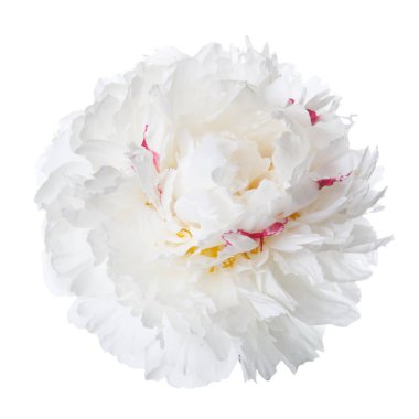 Pembe benekli izole bir beyaz şakayık çiçeği.