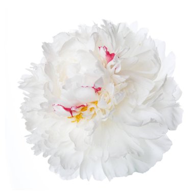 Pembe benekli izole bir beyaz şakayık çiçeği.