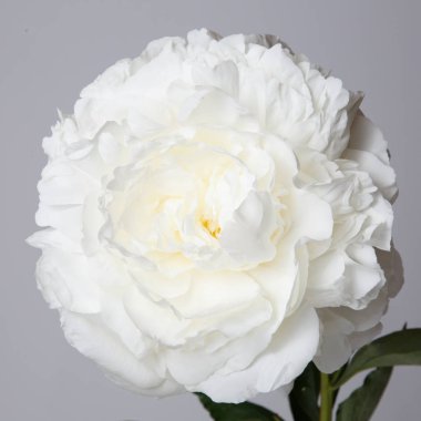 Gri bir arka plan üzerinde izole beyaz şakayık çiçeği.