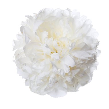 Beyaz Şakayık Çiçeği izole.