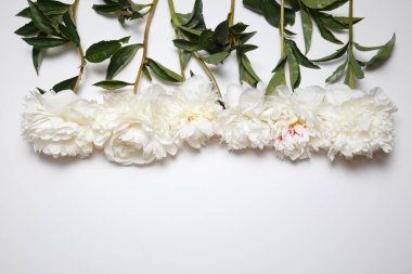 Beyaz peonies kenarlığını çiçek.