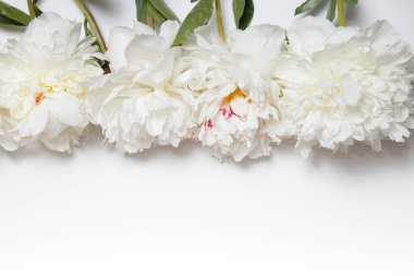 Beyaz peonies kenarlığını çiçek.