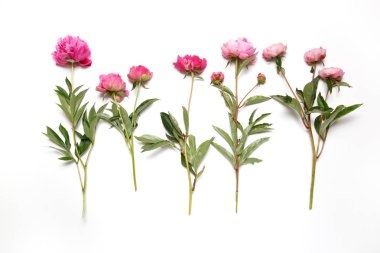 Beyaz bir arka plan üzerinde üst üste pembe peonies yalan.