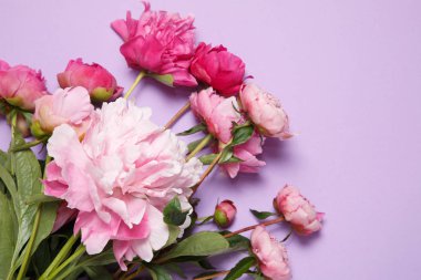 Bir buket pembe peonies leylak bir arka plan üzerinde yatıyor.