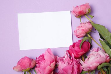 Bir yaprak kağıda peonies Lila zemin tarafından çerçeveli.