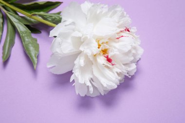 Bir beyaz şakayık leylak bir arka plan üzerinde yatıyor.