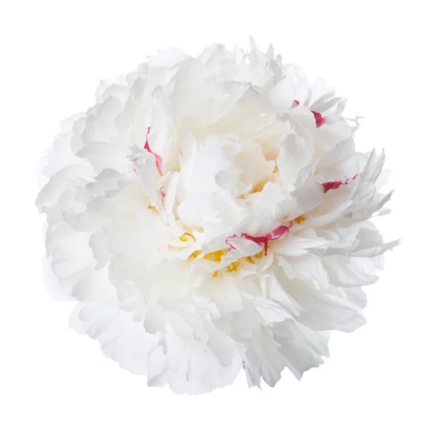Uma Flor Uma Peônia Branca Com Manchas Rosa Isoladas — Fotografia de Stock