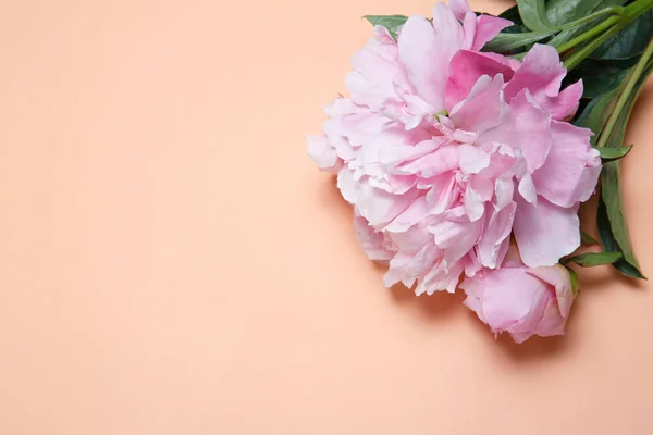 Uma Peônia Rosa Está Fundo Cor Salmão — Fotografia de Stock