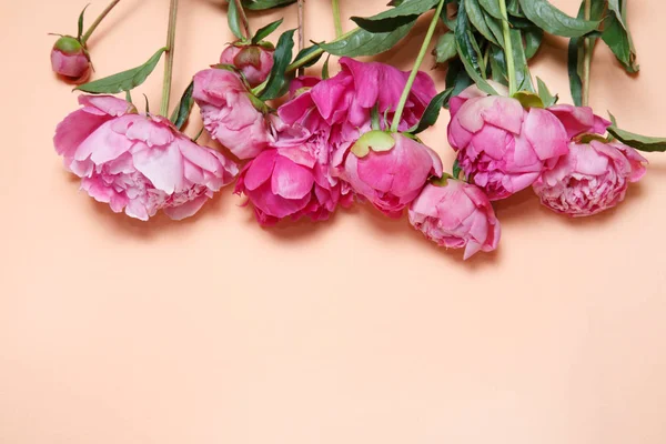 Las Peonías Rosadas Yacen Fila Sobre Fondo Del Salmón —  Fotos de Stock