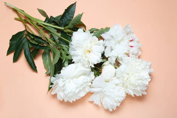 Buquê Peônias Brancas Está Fundo Rosa — Fotografia de Stock