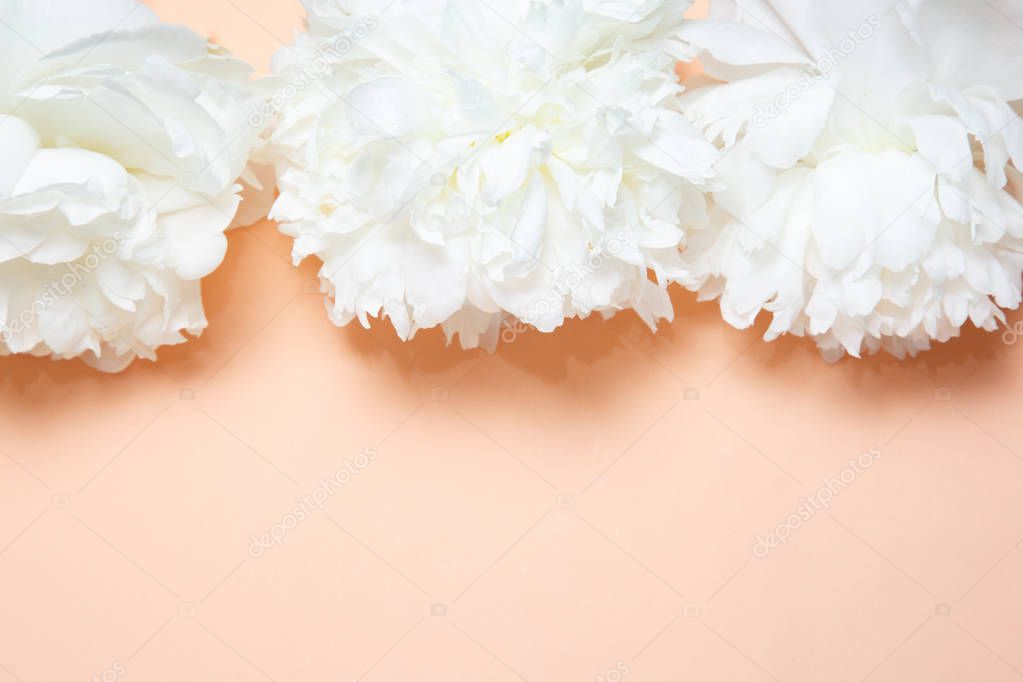 White peonies lie in a row against the background of salmon.