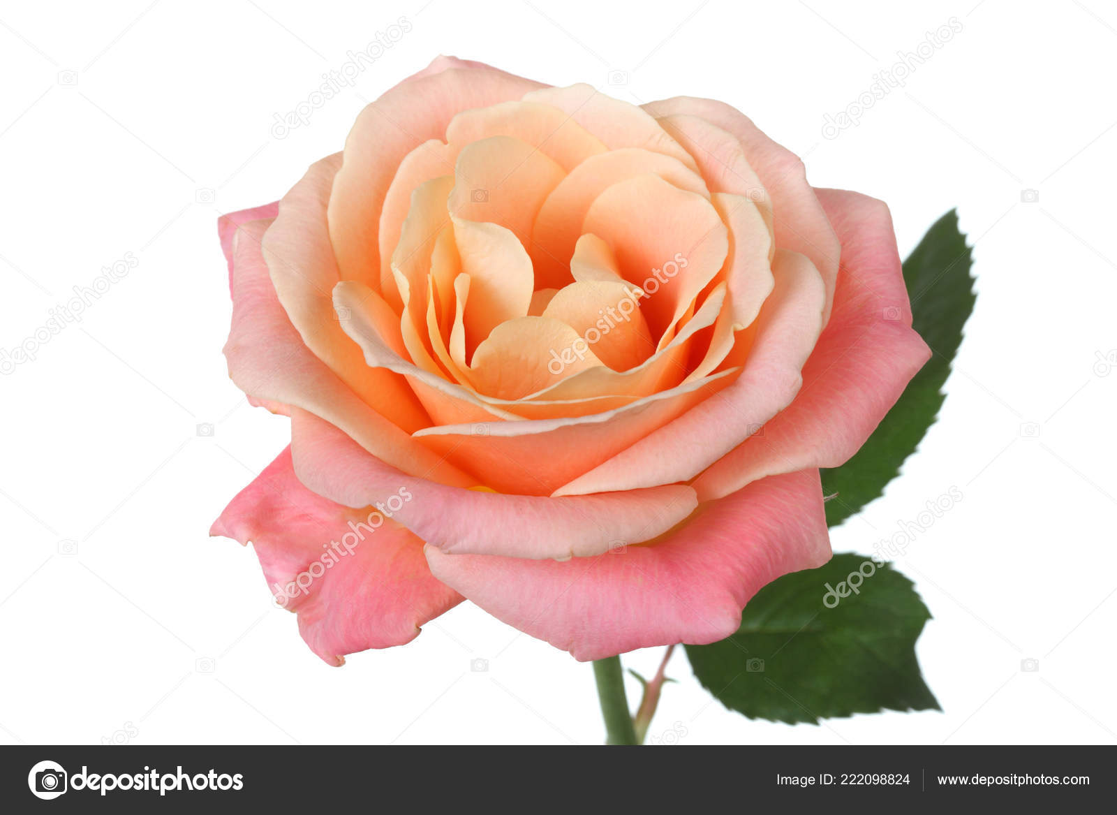 Tea Rose Isolated White Background Stock Photo by ©Ksenia_Pelevina ...