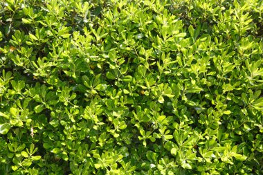 Bitkisel arka plan, duvar yaprak.