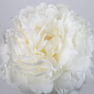 Siyah arka planda makro beyaz şakayık