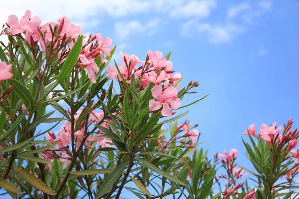 Flores Cor Rosa Oleandro — Fotografia de Stock