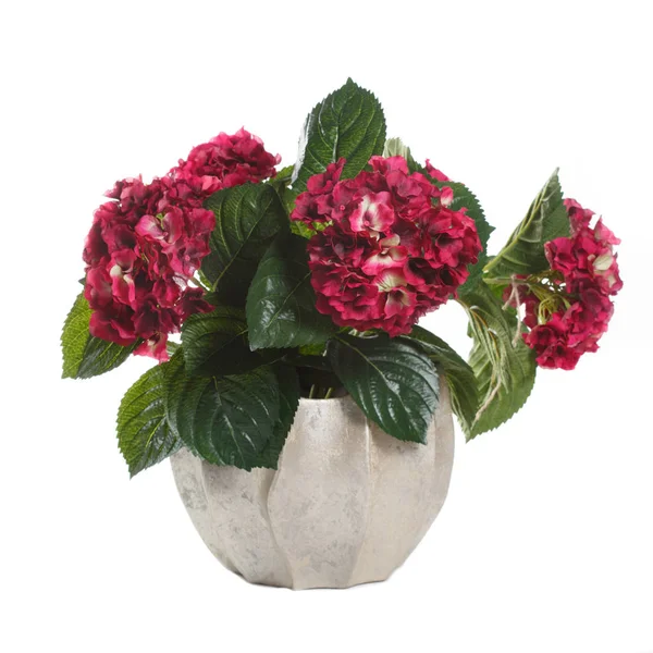Pot with a red hydrangea isolated on white background.