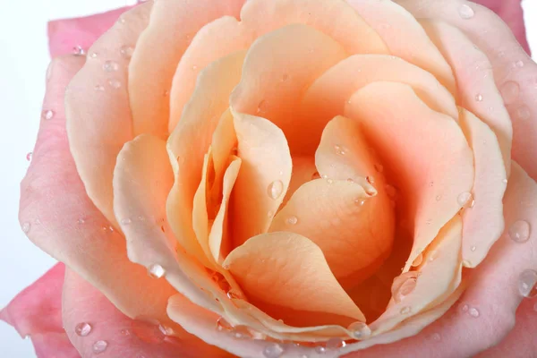 Роза Чая Крупным Планом — стоковое фото