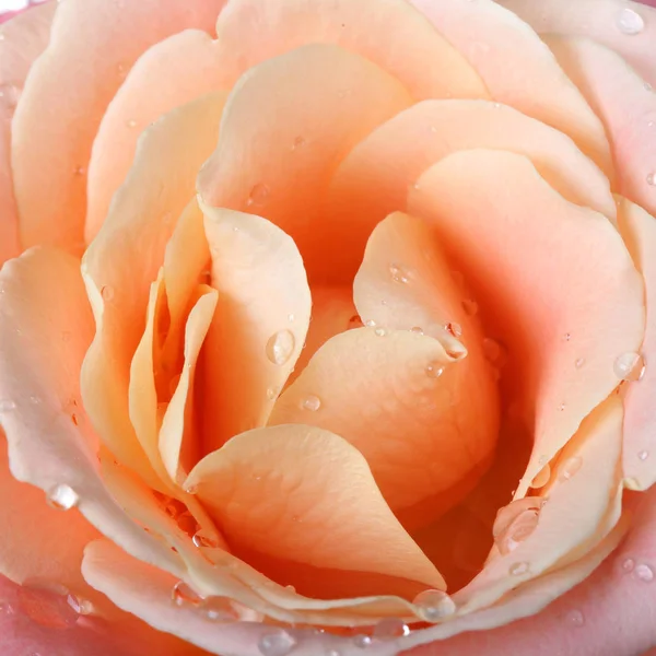 Tea rose, close up