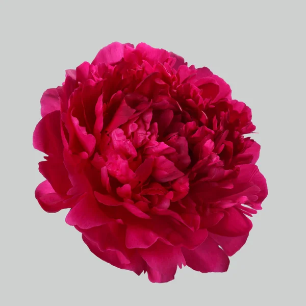 Red Peony Isolated Gray Background — Stock Photo, Image