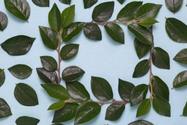 Dalları ve yaprakları mavi bir arka plan üzerinde çerçeve.