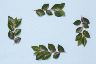 Dalları ve yaprakları mavi bir arka plan üzerinde çerçeve.