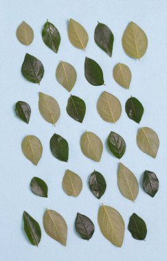 Dalları ve yaprakları mavi bir arka plan üzerinde çiçek süsleme.