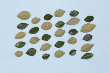 Dalları ve yaprakları mavi bir arka plan üzerinde çiçek süsleme.