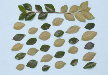 Dalları ve yaprakları mavi bir arka plan üzerinde çiçek süsleme.