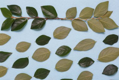 Dalları ve yaprakları mavi bir arka plan üzerinde çiçek süsleme.