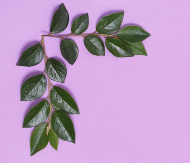 Dallar ve yapraklar mor bir arka plan üzerinde çerçeve yaptı.