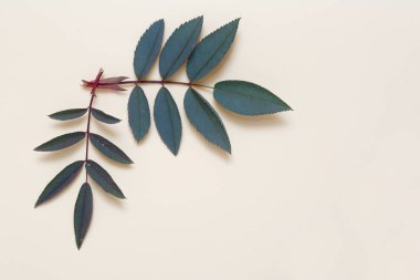 Çiçek sınır dogrose yaprak bej renkli arka plan üzerinde.