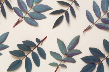 Rose hips bej renkli arka plan üzerinde çiçek duvar kağıdı.