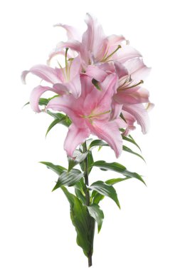 Beyaz arka planda izole narin pembe zambak çiçekleri ile şube.