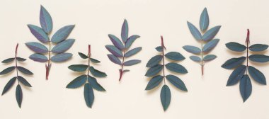 Çiçek sınır dogrose yaprak bej renkli arka plan üzerinde.