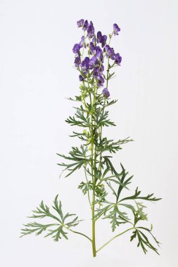 Gri arka planda yalıtılmış Aconite.