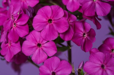 Mor arka planda pembe Phlox çiçek duvar kağıdı, makro.