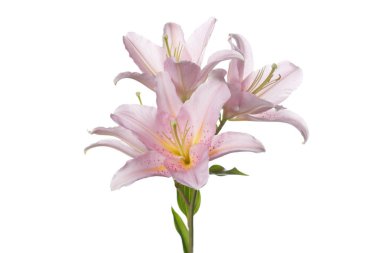 Beyaz arka planda izole nazikçe pembe lilyum.