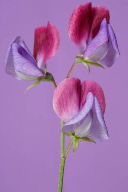 Çiçek kokulu bezelye Lila arka planda izole.