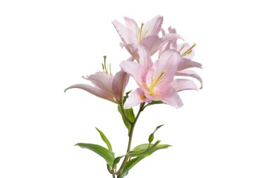 Beyaz arka planda izole nazikçe pembe lilyum.