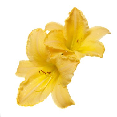 İzole üzerinde beyaz zemin üzerine sarı daylily çiçek.