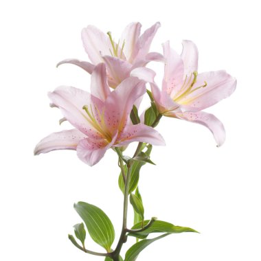 Beyaz arka planda izole nazikçe pembe lilyum.