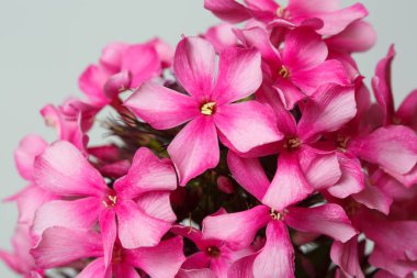 Gri bir arka planda pembe Phlox parlak çiçek duvar kağıdı, yakın çekim.