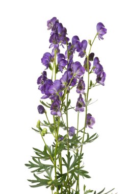 Beyaz arka planda yalıtılmış Aconite.