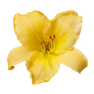 İzole üzerinde beyaz zemin üzerine sarı daylily çiçek.