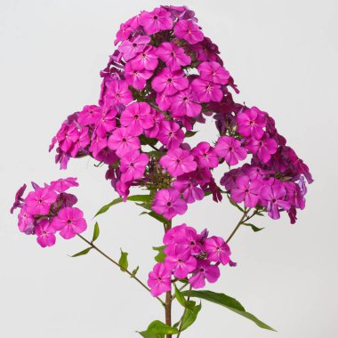 Gri arka planda izole pembe Phlox.