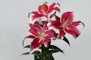 Gri bir arka planda izole Bordo lilyum bir şube.