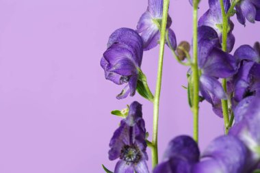 Bir Lila arka plan üzerinde izole bıldırcın otu çiçekler çiçek duvar kağıdı, makro.